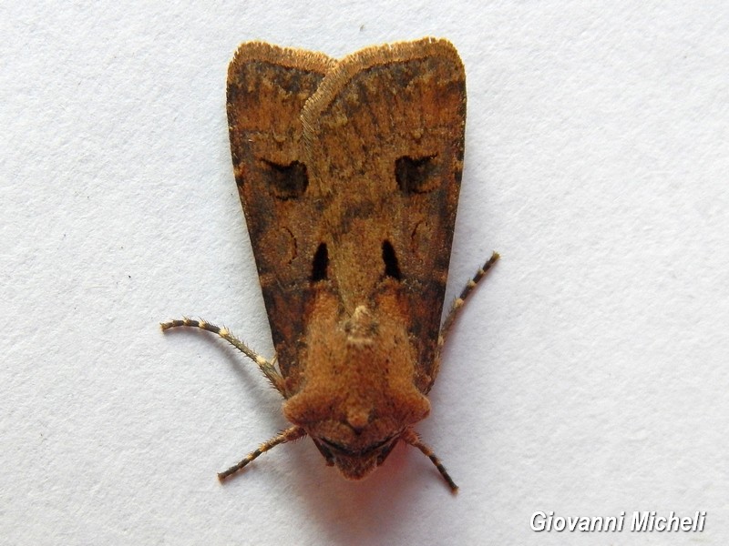 Agrotis exclamation ? S